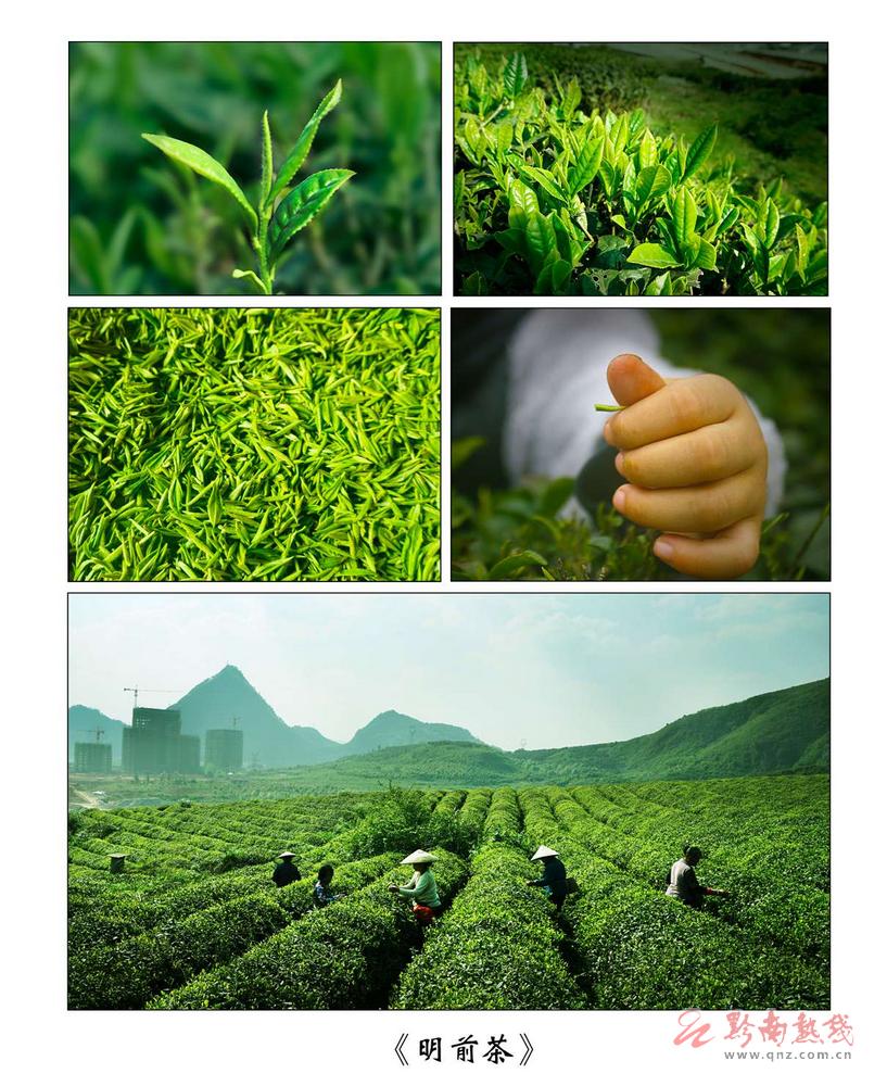 《明前茶》-朱文军-13885427952.jpg