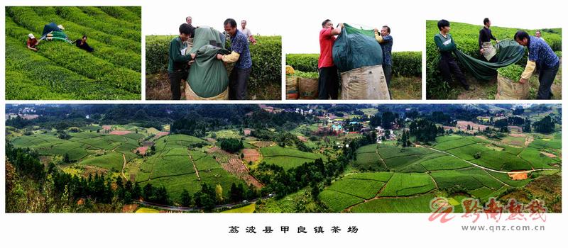 荔波县甲良镇茶场  柏时鸣摄.jpg