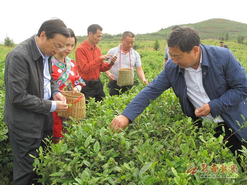 书记当“茶农”---2015年5月9日，中共黔南州委书记龙长春（左）和