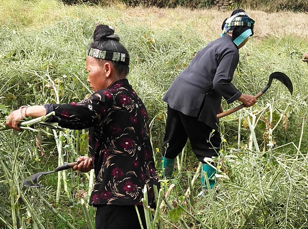 群众收割忙.jpg